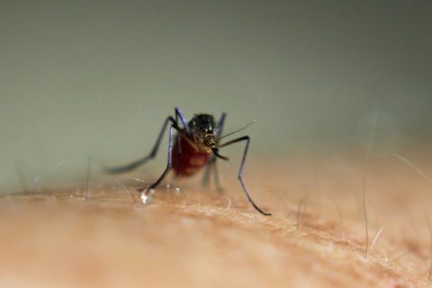 蚊に刺されたときのかゆみを抑える対処法と治らない理由