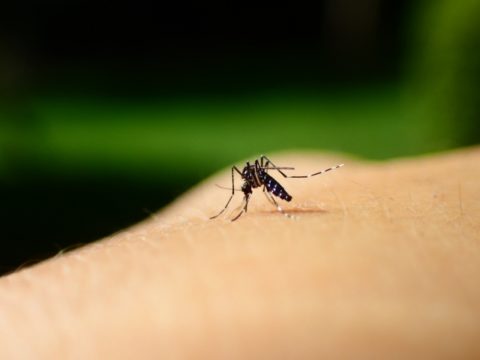 蚊に刺されない方法とは？刺されやすい人の特徴と原因